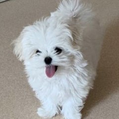 Zzomi the baby channel