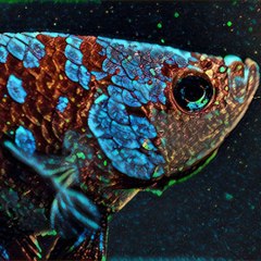 Betta Fish Community