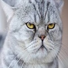Funny Cats Life - TikTok videos