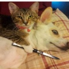funny animals