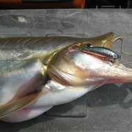 dm_e0c7c39307d3a8472871c7415339bf27