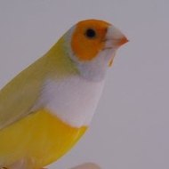 Diamant de Gould Tunisie