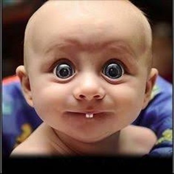 Animals funny videos