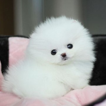 Cute puppy  and cat