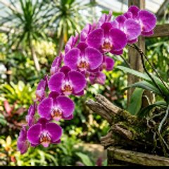 Orchid Flower