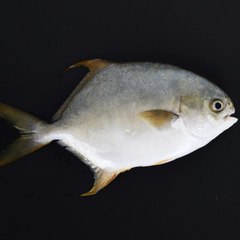 dm_5e18eb4c844931dec38ce305d9e875f0