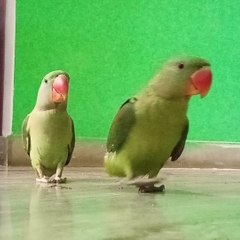 Chotu parrot