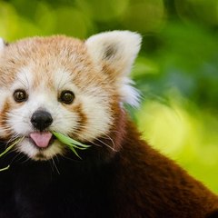 PIKaBOO - Animal's Farm for Children