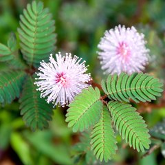1227mimosa