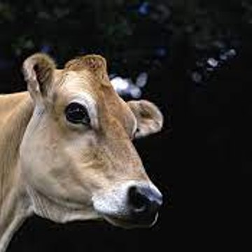 ελληνικές ταινίες