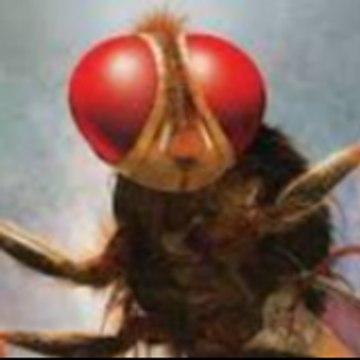 Varun The Fly