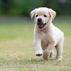Funny Pets