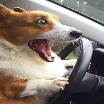 Funny Animals' Life
