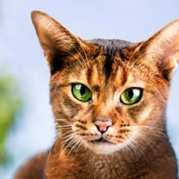 Ἀγαπητός Χασάπης