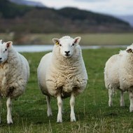 Εὐφράνωρ Δρίβες