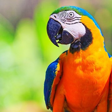 Ἑλένη Κάππας