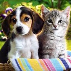 CUTE ANIMALS FANS