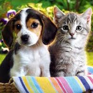 CUTE ANIMALS FANS