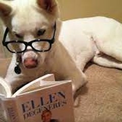 top funny animals channel