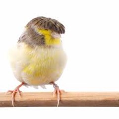 canary channel
