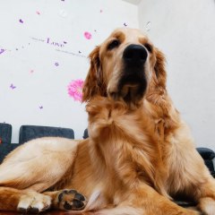 StellaourFurryKid