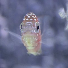 Pecinta Louhan