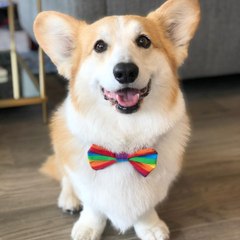 Pet Videos
