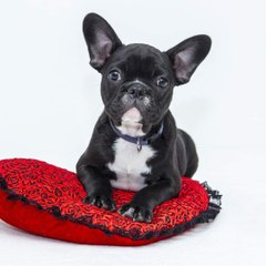 Animals Lover