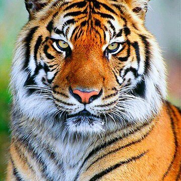 animal kingdom music relax