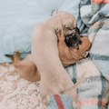 pets hub