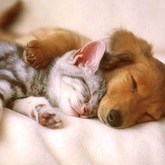 Cute Cats and Dogs