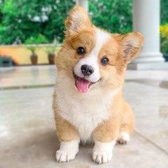 I Love Corgi