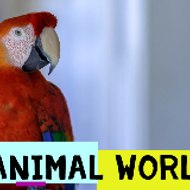 Animal World