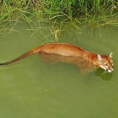 Yaguarundi