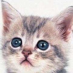 Aruru Neko (アルル ネコ)