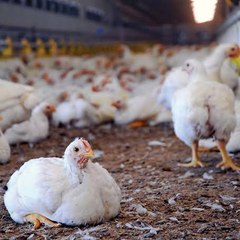 Maharastra broiler rate
