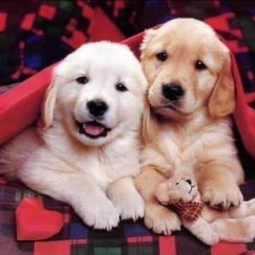 Dogs world