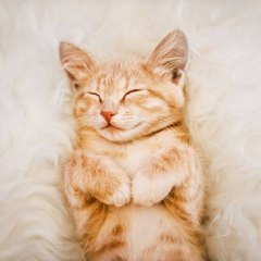 Cats are really cute!