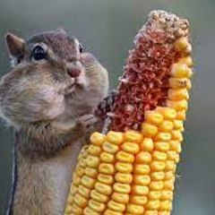 FUNNY  VIDEO 123 GO