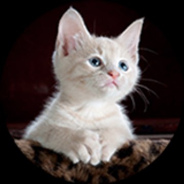 cute animals