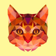 Funny  Videos Pet
