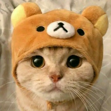 MiauMiau