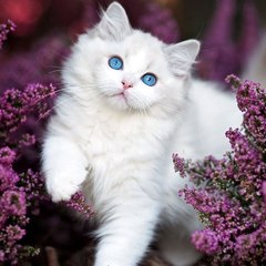 Vidio kucing lucu