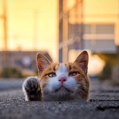 Cat Moments