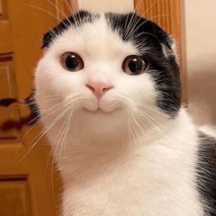 Caaaaaaaaaaaatboy