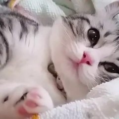 CAT & DOG CHANNEL