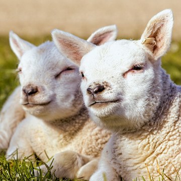 Vida & Salmos
