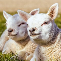 Vida & Salmos