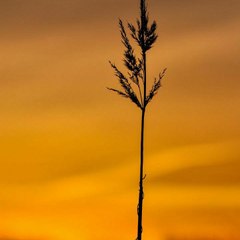 Natural 4K videos