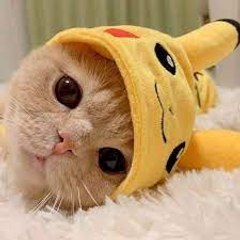 CUTE CAT